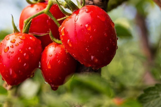 выращивать сочные помидоры