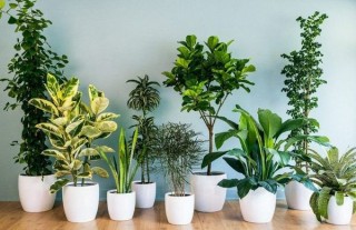 кімнатні рослини